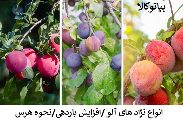 انولع نژاد الو