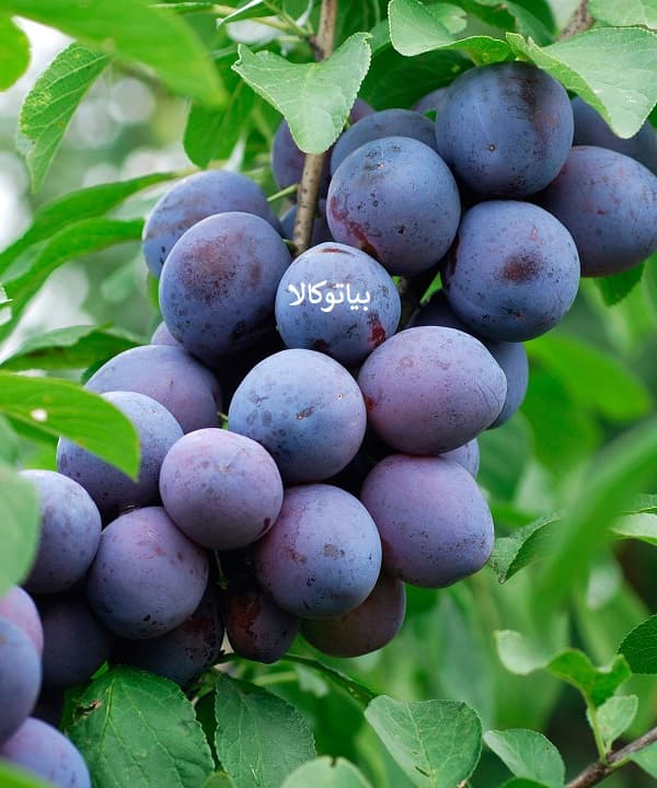 الو و انواع نژاد/ باردهی و هرس