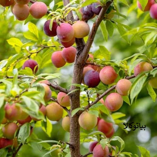 انواع نژاد الو/افزایش باردهی