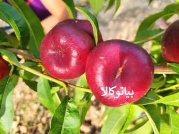 افزایش باردهی شلیل انجیری