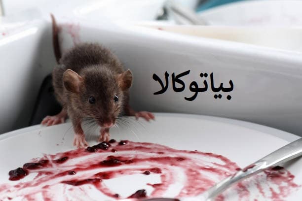 عملیات طعمه‌گذاری در مسیر حرکت موش‌های فاضلابی