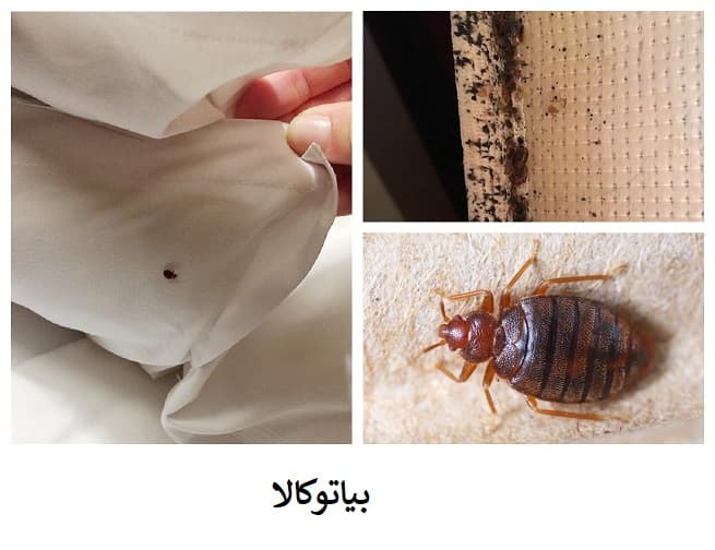 از بین بردن ساس ها و تخم ساس ها