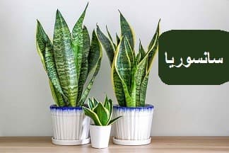 نسبت کود 20/20/20 برای گیاه سانسوریا چقدر است؟