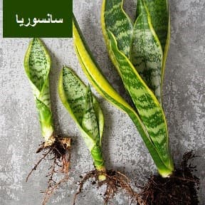 سانسوریا((Sansevieria(شمشیری)