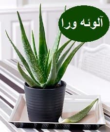گیاه الوئه ورا Aloe vera))