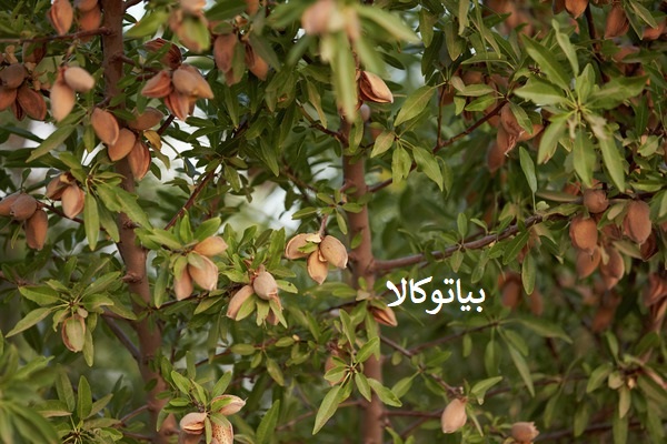 کاشت درخت بادام در سنندج
