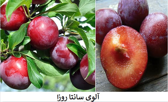 نژاد آلو سانتا روزا