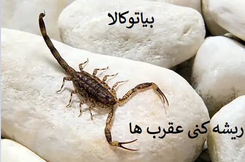 از بین بردن عرب های مشکی و زرد با سموم المانی
