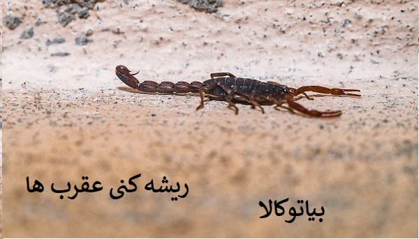 ریشه کنی عقرب ها 