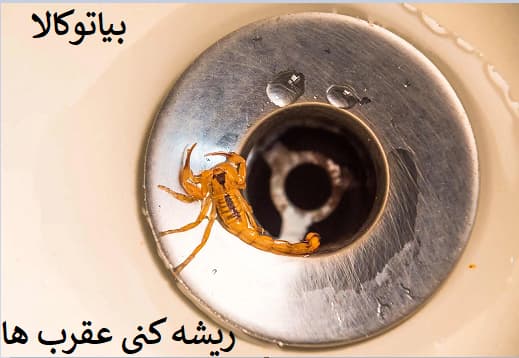 از بین بردن عقرب 
