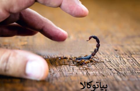 ریشه کنی عقرب از خانه