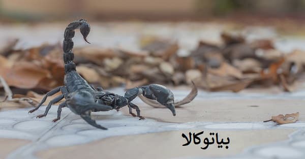از بین بردن عقرب از محل زندگی