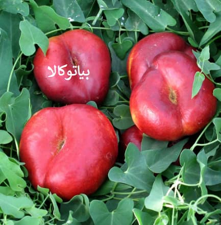 شلیل انجیری و پرورش ان