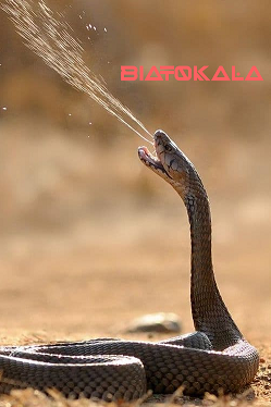 دفع مار و ریشه کنی مار