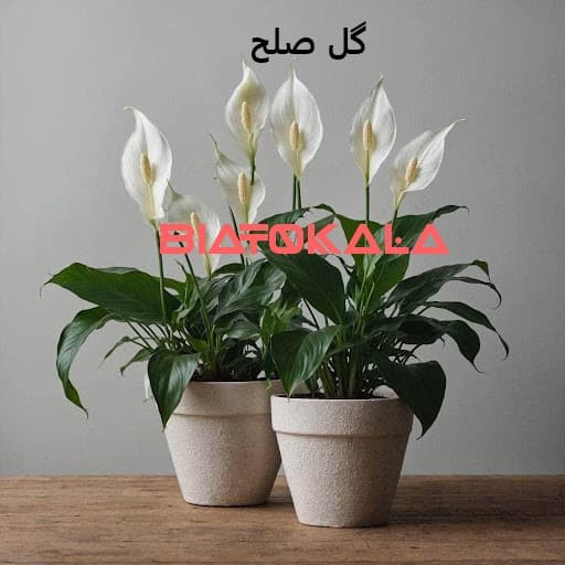 گل های که به نور نیاز ندارند