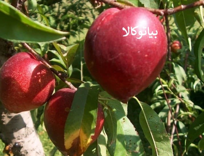 پرورش شلیل با کیفیت 