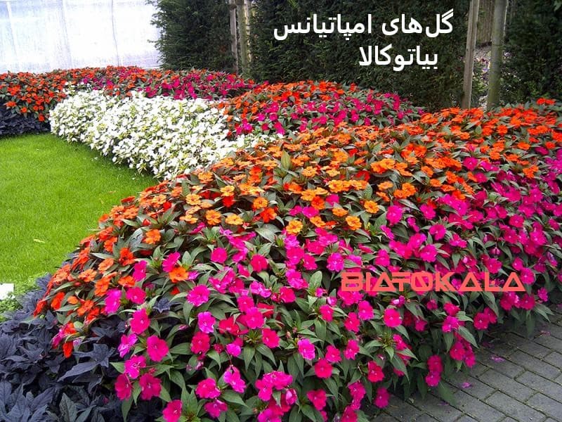 گل امپاتیانس