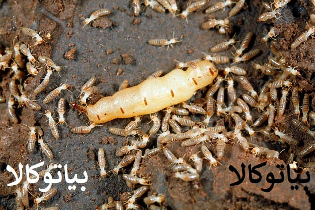 تخریب مبلمان چوبی توسط موریانه‌ها – قبل و بعد از سم‌پاشی