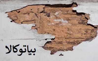 موریانه در دیوار و اسیب ان به ساختمان