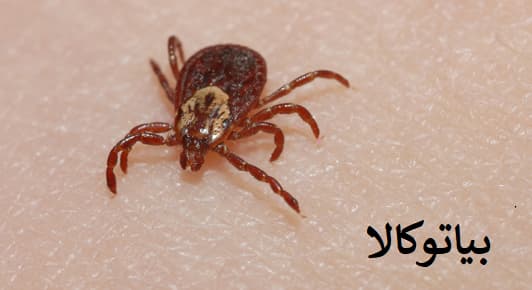 ریشه کنی کنه