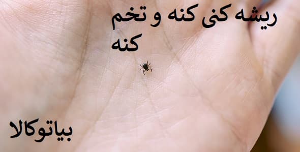 از بین بردن تخم کنه