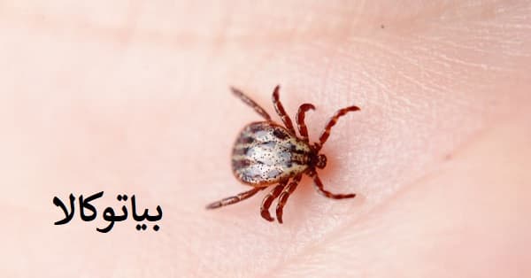 ریشه کنی کک از پوست 