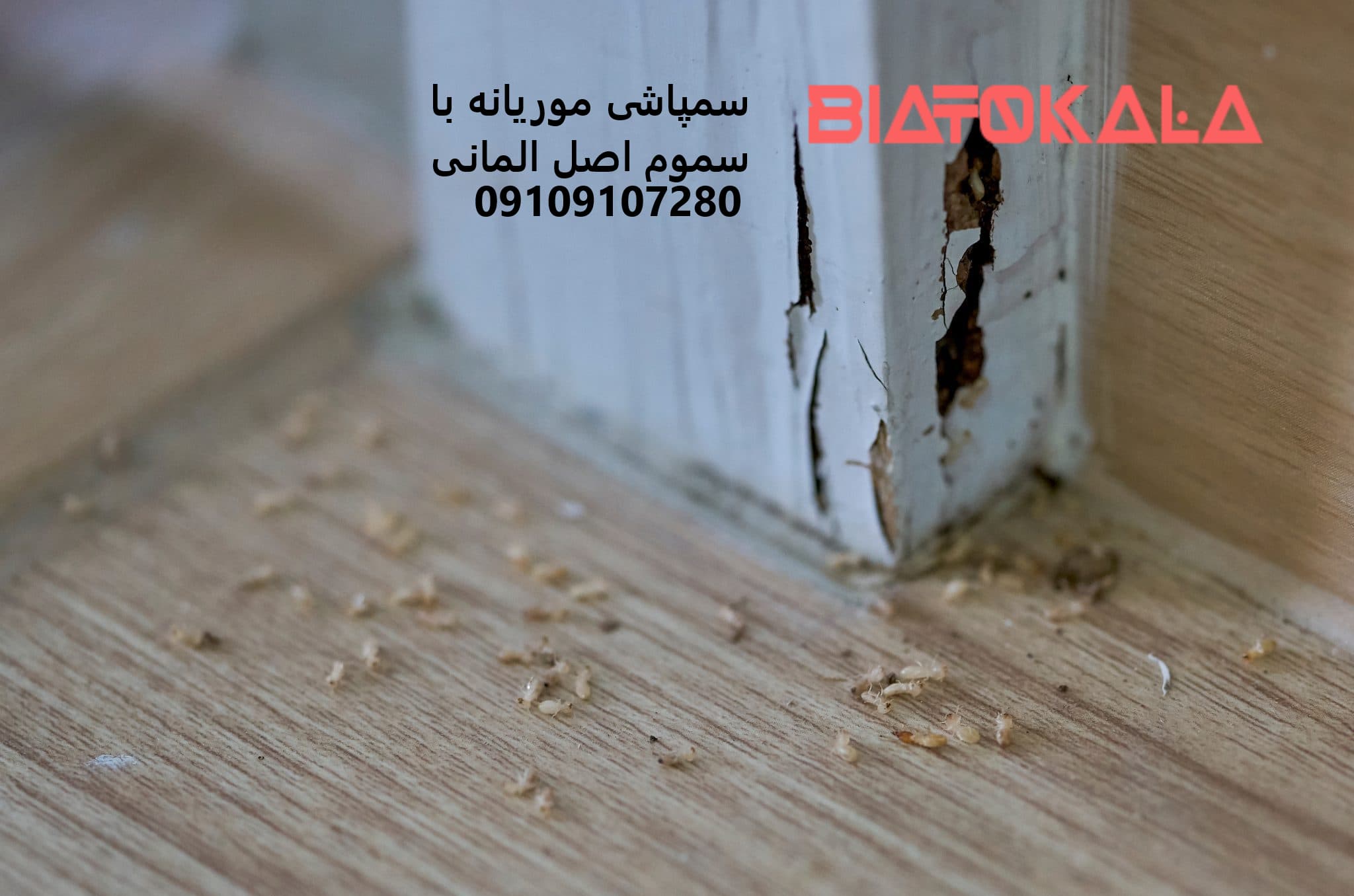 موریانه در خانه 