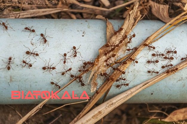 از بین بردن مورچه ها به طور قطعی
