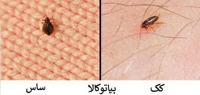 عکس تخم ساس و تخم کک و مقایسه و تشخیص آن ها| فروشگاه خرید سم بیا تو کالا